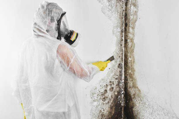 Mold Testing and Removal in Castle Rock, CO