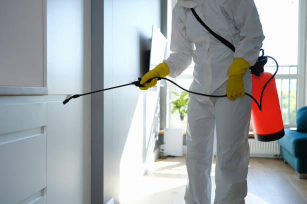 Reliable Castle Rock, CO Mold Removal Solutions